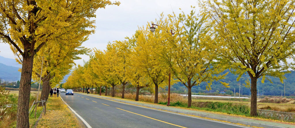 통일전 은행나무길